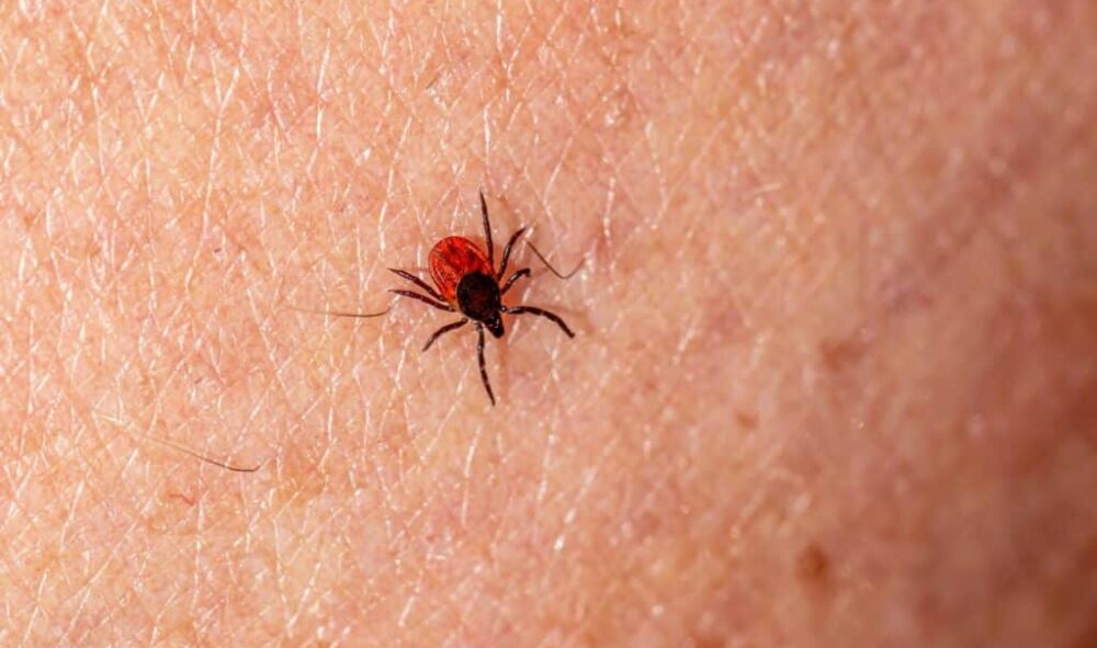 macro photography of a sheep tick on a skin