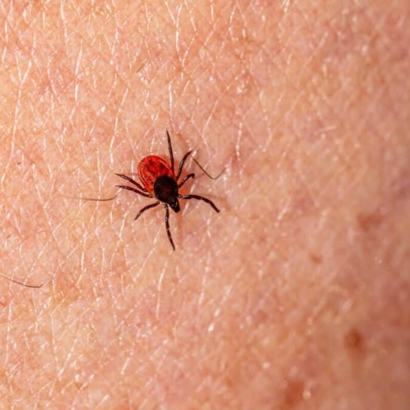 macro photography of a sheep tick on a skin